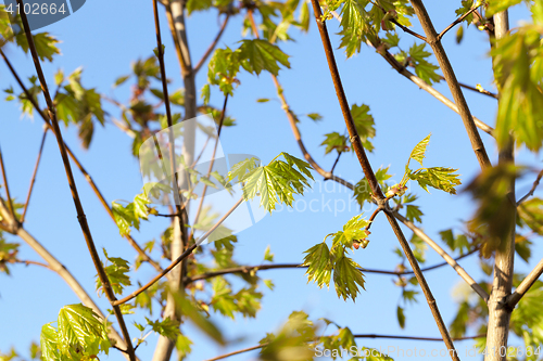 Image of green maple leaves