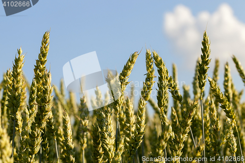 Image of Field with cereal