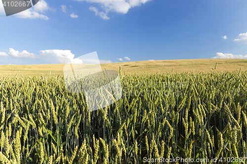 Image of Field with cereal