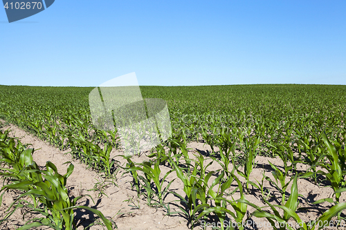 Image of Field of green corn