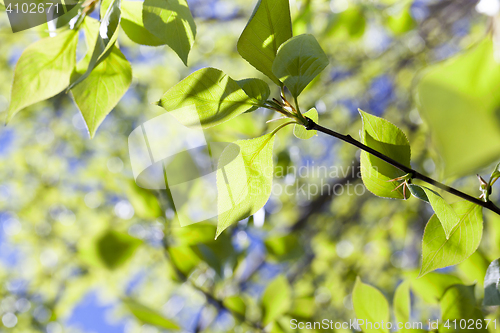 Image of linden leaves, spring