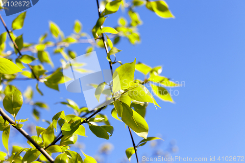 Image of linden leaves, spring