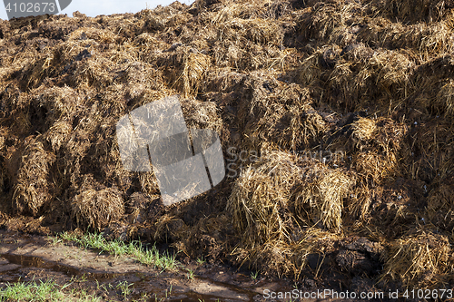 Image of are landed in a pile of manure