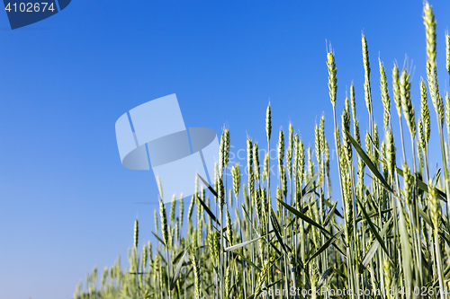 Image of Field with cereal