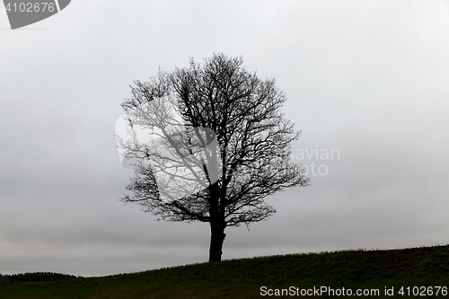 Image of trees at dusk