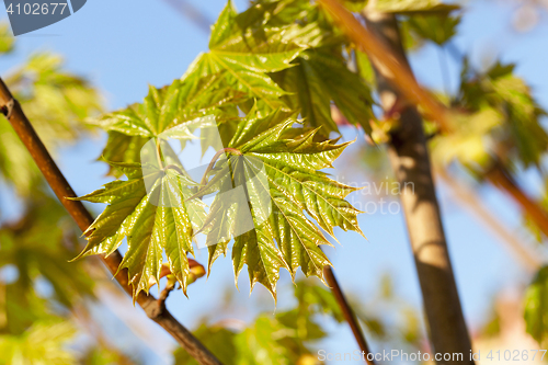 Image of green maple leaves