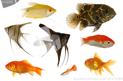 Image of Aquarium fish on white background