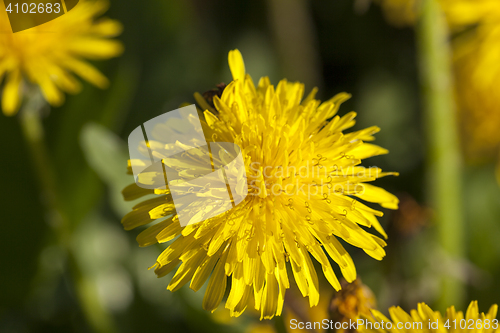 Image of yellow dandelions in spring