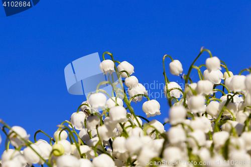 Image of Forest lily of the valley close-up