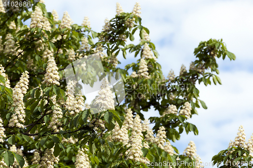 Image of blooming chestnut tree in the spring