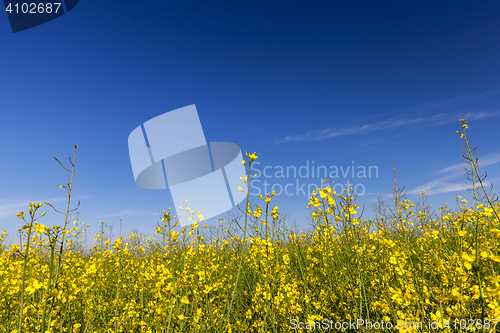 Image of yellow flower rape