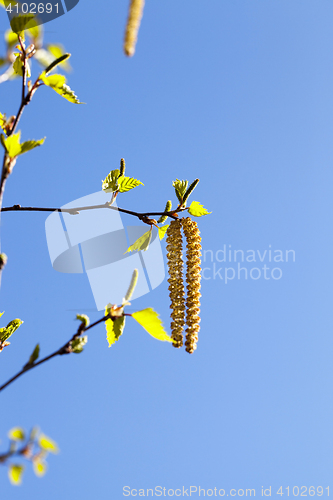 Image of Young leaves of birch