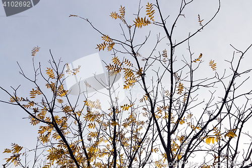 Image of Park in the fall