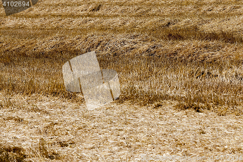 Image of haystacks in a field of straw