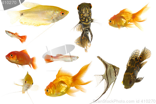 Image of Aquarium fish on white background