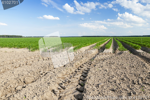 Image of Field with carrot