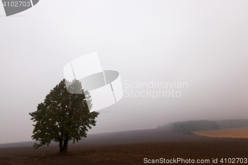 Image of tree in the field, autumn