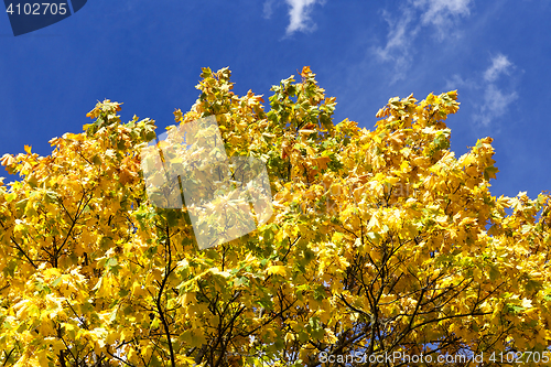 Image of autumn leaves of maple