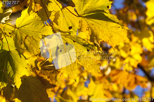 Image of Maple Park in autumn