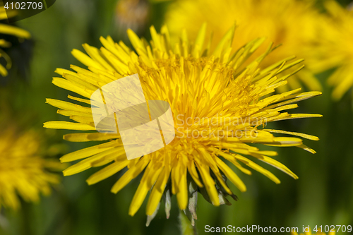 Image of yellow dandelions in spring