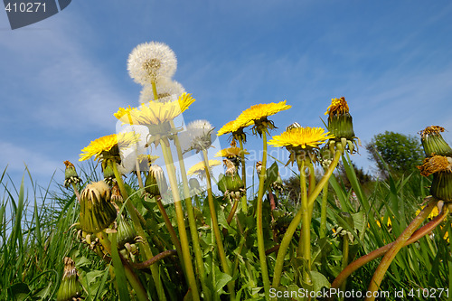 Image of Dandelion flowers in nature