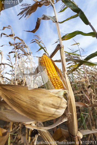 Image of yellowed ripe corn