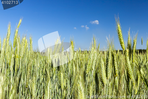 Image of Field with cereal