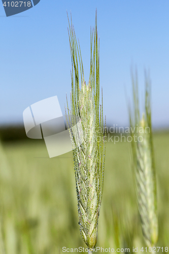 Image of Field with cereal