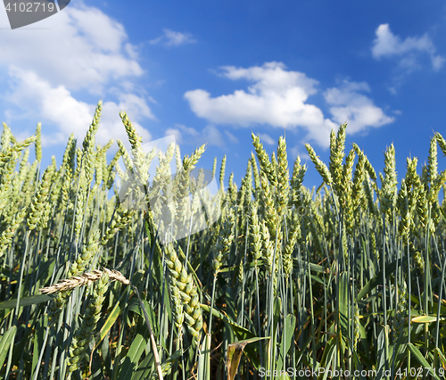 Image of Field with cereal