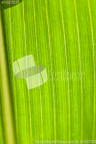 Image of Field with corn