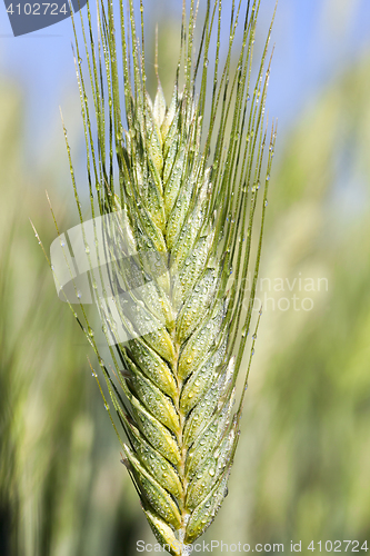 Image of Field with cereal