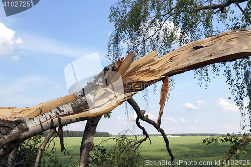 Image of broken birch trees