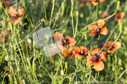 Image of Red Poppy in the field