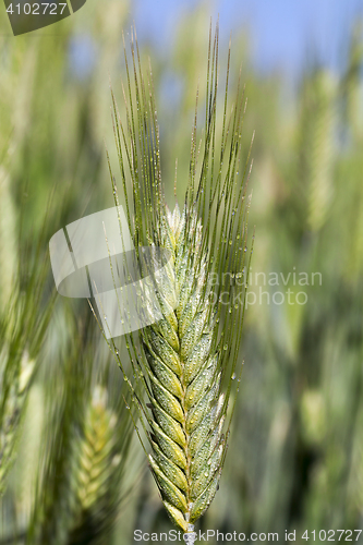 Image of Field with cereal