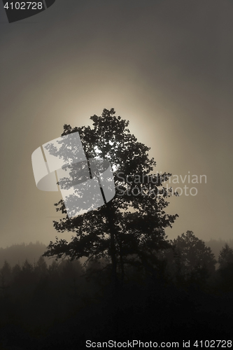 Image of Tree in the fog