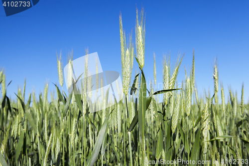 Image of Field with cereal