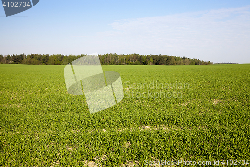 Image of Field with cereal