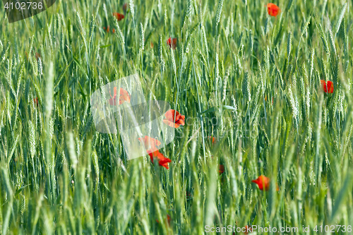 Image of Poppy in the field