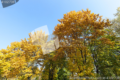 Image of Maple Park in autumn
