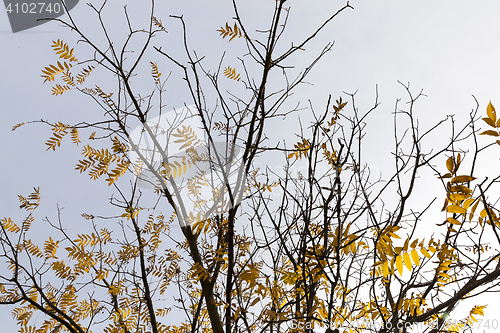 Image of trees in autumn season