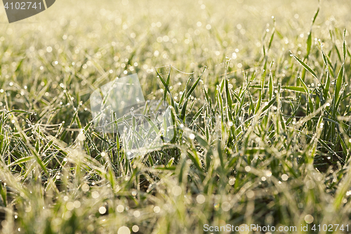 Image of young grass plants, close-up