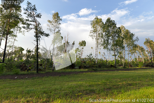 Image of broken birch tree after a storm