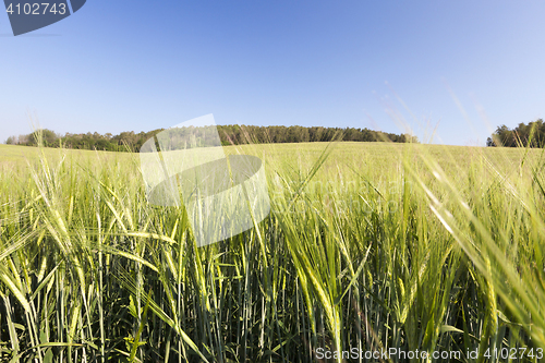 Image of Field with cereal