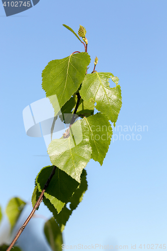 Image of Young leaves of birch