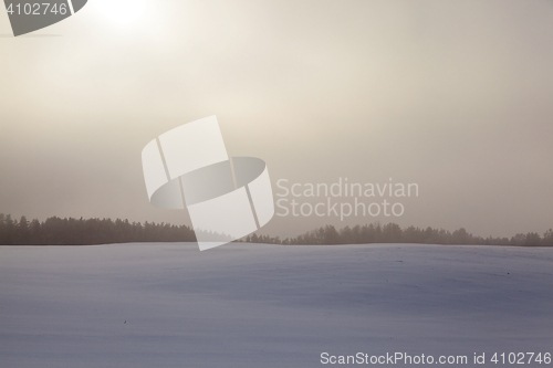 Image of Trees in winter