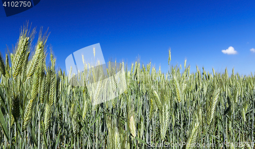 Image of Field with cereal