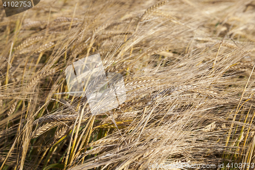 Image of mature cereal, close-up