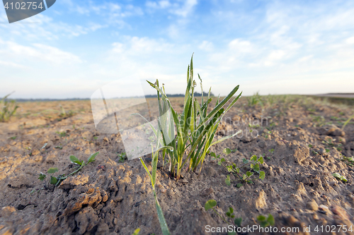 Image of young grass plants, close-up