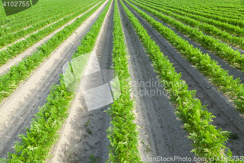 Image of Field with carrot