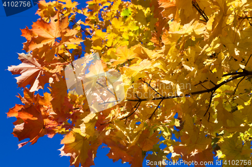 Image of autumn in the park